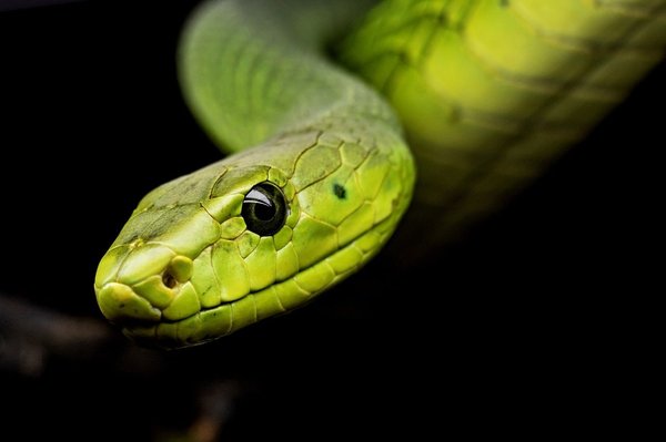 What Are the Signs of Nutritional Deficiencies in Pet Snakes?